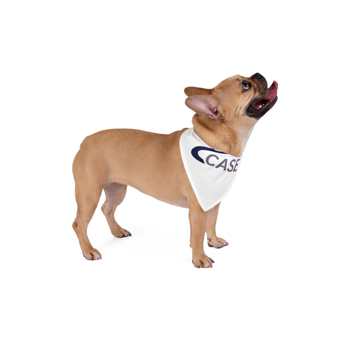 Pet Bandana - Canada